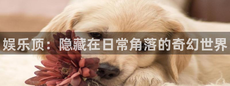 星欧娱乐吧：娱乐顶：隐藏在日常角落的奇幻世界